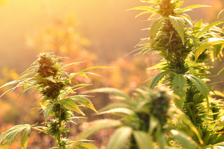 Marijuana Legal in San Diego