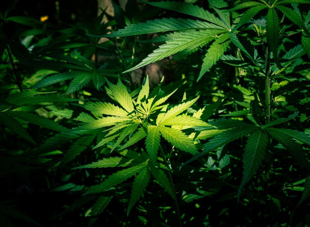 Cannabis plant highlighted by light