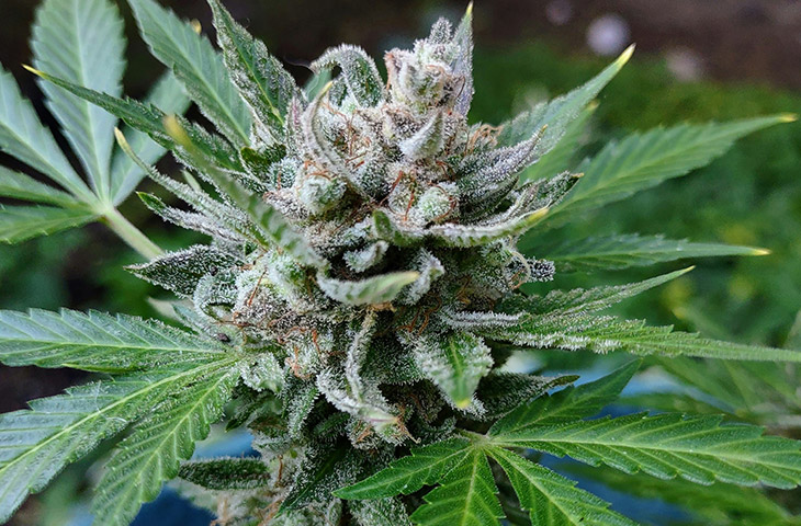Zoap Strain