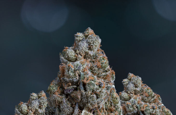 Jealousy Weed Strain